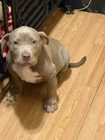 Hazlenut, a female American Bully for sale in Ashland, NH – 2 of 6