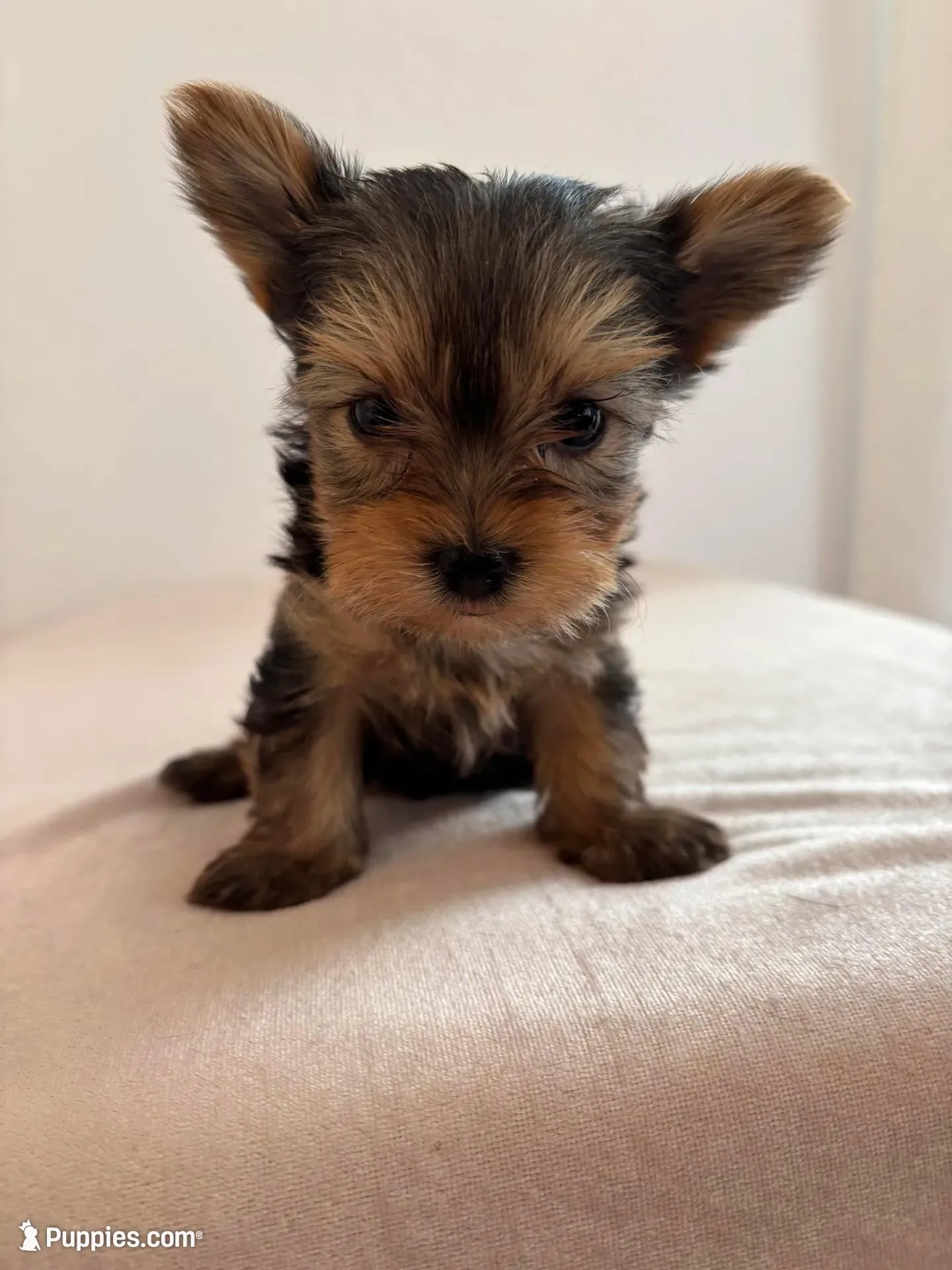 AKC Bella – Yorkshire Terrier puppy for sale in Montgomery, IN