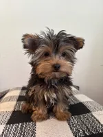 AKC Max, a male Yorkshire Terrier for sale in Montgomery, IN – 4 of 4