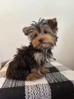 AKC Max, a male Yorkshire Terrier for sale in Montgomery, IN – 3 of 4