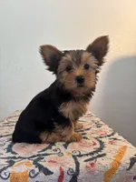 AKC Dixie, a female Yorkshire Terrier for sale in Montgomery, IN – 2 of 3