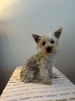 AKC Lexie , a female Yorkshire Terrier for sale in Montgomery, IN – 2 of 3