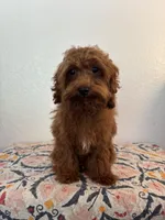 AKC Dash, a male Poodle - Toy  for sale in Montgomery, IN – 2 of 4