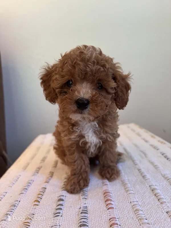 Oscar – Poodle - Toy  puppy for sale in Montgomery, IN