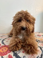 AKC Oscar, a male Poodle - Toy  for sale in Montgomery, IN – 3 of 3