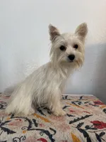 AKC Callie, a female Yorkshire Terrier for sale in Montgomery, IN – 2 of 3