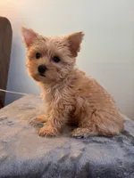 Bella , a female Yorkshire Terrier for sale in Montgomery, IN – 2 of 3