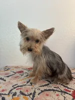 AKC Cooper, a male Yorkshire Terrier for sale in Montgomery, IN – 3 of 3