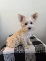 AKC Callie, a female Yorkshire Terrier for sale in Montgomery, IN – 2 of 3