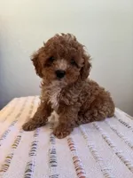 Oscar, a male Poodle - Toy  for sale in Montgomery, IN – 2 of 3