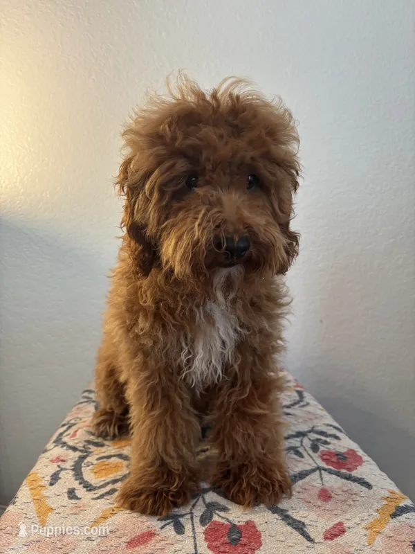 AKC Oliver – Poodle - Toy  puppy for sale in Montgomery, IN