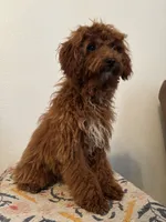 AKC Princess , a female Poodle - Toy  for sale in Montgomery, IN – 3 of 4