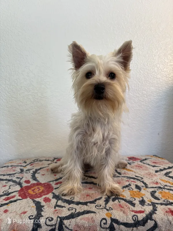 AKC Lexie  – Yorkshire Terrier puppy for sale in Montgomery, IN
