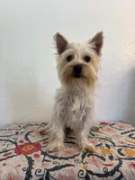 AKC Lexie , a female Yorkshire Terrier for sale in Montgomery, IN – 1 of 3