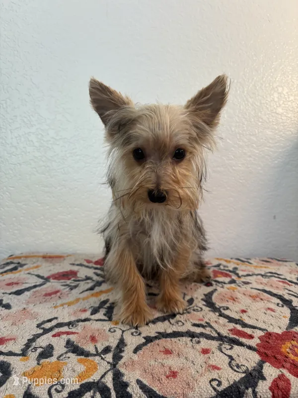 AKC Cooper – Yorkshire Terrier puppy for sale in Montgomery, IN