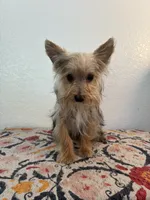 AKC Cooper, a male Yorkshire Terrier for sale in Montgomery, IN – 1 of 3
