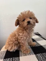 AKC Daisy, a female Poodle - Toy  for sale in Montgomery, IN – 2 of 3