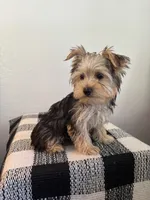 AKC Lucy , a female Yorkshire Terrier for sale in Montgomery, IN – 3 of 3