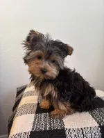 AKC Max, a male Yorkshire Terrier for sale in Montgomery, IN – 2 of 4