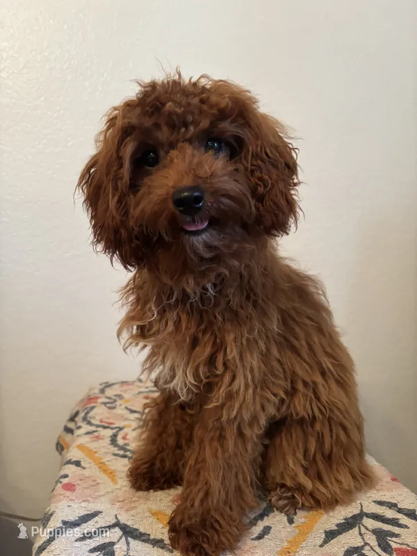 AKC Princess  – Poodle - Toy  puppy for sale in Montgomery, IN