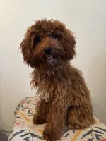 AKC Princess , a female Poodle - Toy  for sale in Montgomery, IN – 1 of 4