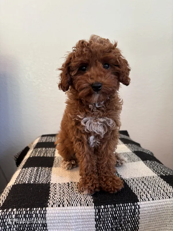 AKC Princess  – Poodle - Toy  puppy for sale in Montgomery, IN