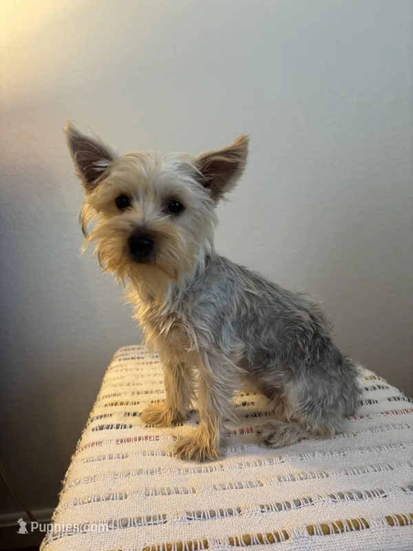 AKC Lexie  – Yorkshire Terrier puppy for sale in Montgomery, IN