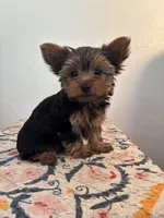 AKC Bella, a female Yorkshire Terrier for sale in Montgomery, IN – 2 of 3