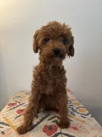 AKC Remi , a female Poodle - Toy  for sale in Montgomery, IN – 3 of 4