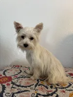 AKC Callie, a female Yorkshire Terrier for sale in Montgomery, IN – 3 of 3