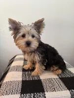 AKC Lexie , a female Yorkshire Terrier for sale in Montgomery, IN – 3 of 3