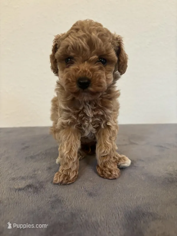 Remi  – Poodle - Toy  puppy for sale in Montgomery, IN