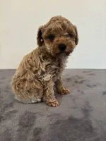 Remi , a female Poodle - Toy  for sale in Montgomery, IN – Photo 4 of 4