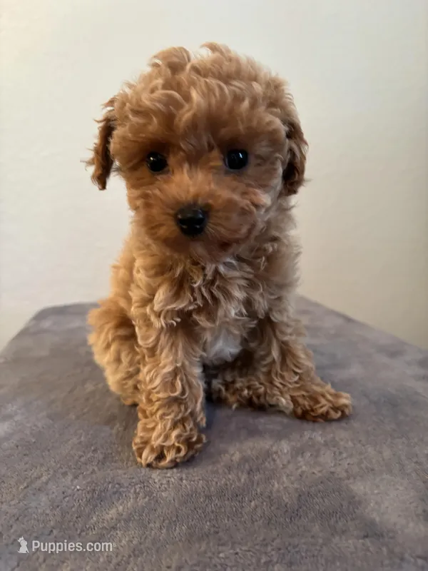 AKC Remi  – Poodle - Toy  puppy for sale in Montgomery, IN