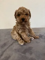 Remi , a female Poodle - Toy  for sale in Montgomery, IN – Photo 2 of 4