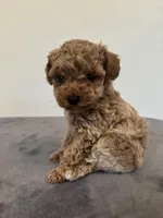 Remi , a female Poodle - Toy  for sale in Montgomery, IN – Photo 3 of 4