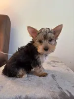Cooper, a male Yorkshire Terrier for sale in Montgomery, IN – 3 of 3