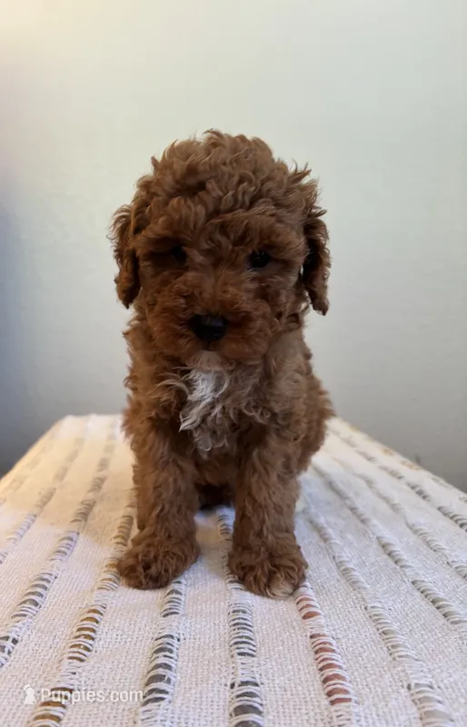 AKC Oliver – Poodle - Toy  puppy for sale in Montgomery, IN