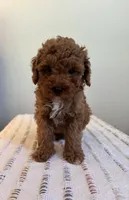 AKC Oliver, a male Poodle - Toy  for sale in Montgomery, IN – 1 of 4