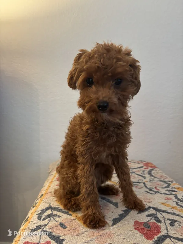 AKC Remi  – Poodle - Toy  puppy for sale in Montgomery, IN