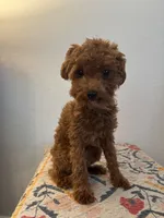 AKC Remi , a female Poodle - Toy  for sale in Montgomery, IN – 1 of 4
