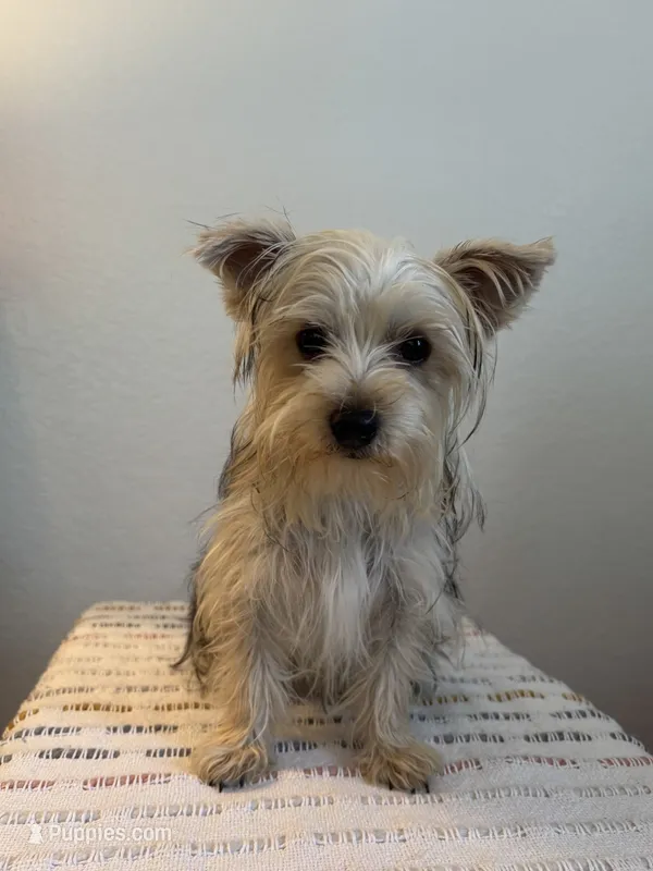 AKC Lucy  – Yorkshire Terrier puppy for sale in Montgomery, IN