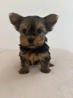 AKC Willow, a female Yorkshire Terrier for sale in Montgomery, IN – Photo 1 of 3