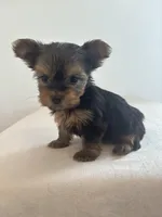 AKC Willow, a female Yorkshire Terrier for sale in Montgomery, IN – Photo 3 of 3