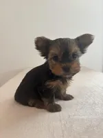 AKC Willow, a female Yorkshire Terrier for sale in Montgomery, IN – Photo 2 of 3