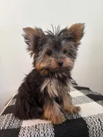 AKC Milo, a male Yorkshire Terrier for sale in Montgomery, IN – 3 of 3