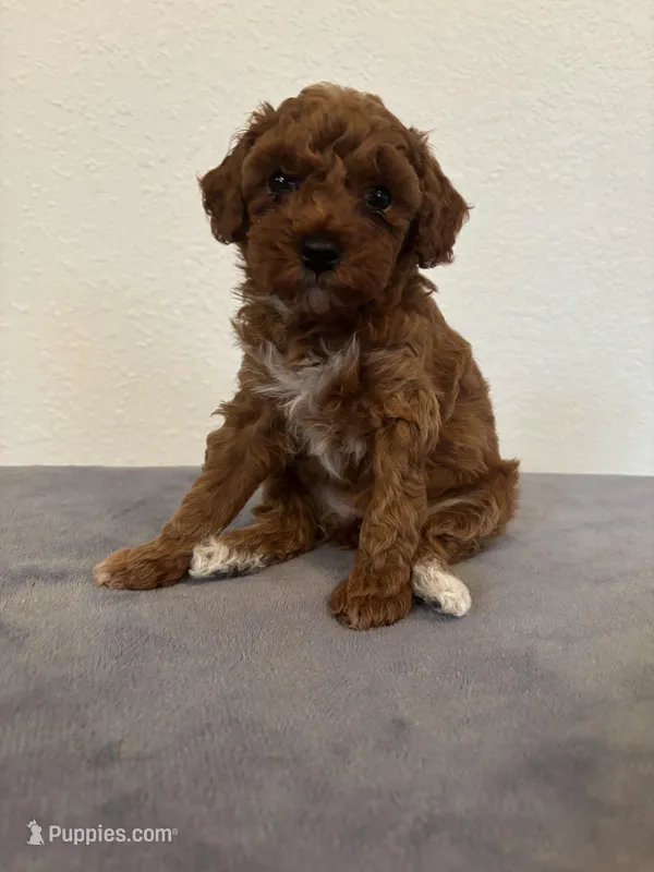 Princess  – Poodle - Toy  puppy for sale in Montgomery, IN