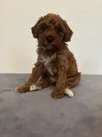 Princess , a female Poodle - Toy  for sale in Montgomery, IN – Photo 1 of 4