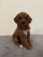 Princess , a female Poodle - Toy  for sale in Montgomery, IN – Photo 2 of 4