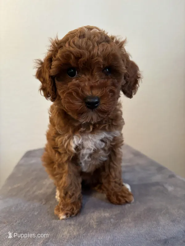 AKC Princess  – Poodle - Toy  puppy for sale in Montgomery, IN
